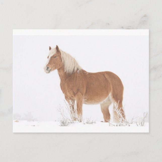 Cartão Postal Cavalo de sorriso do Palomino na neve (Frente)