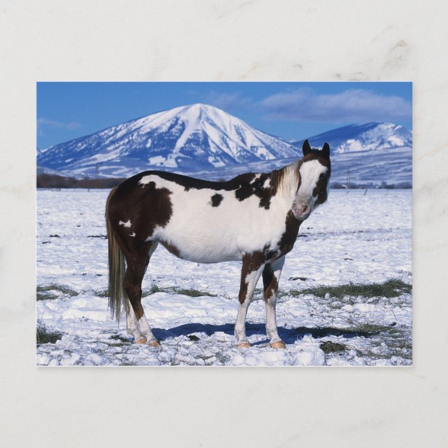 Cartão Postal Cavalo de Tinta na Neve (Frente)