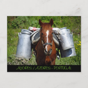 Cartão Postal Cavalo de trabalho