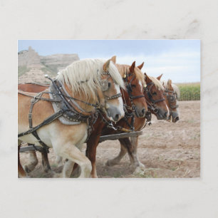 Cartão Postal Cavalo de Trabalho Americano