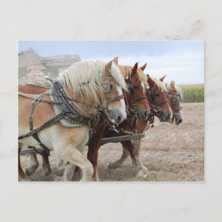 Cartão Postal Cavalo de Trabalho Americano