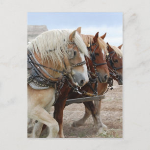 Cartão Postal Cavalo de Trabalho Americano
