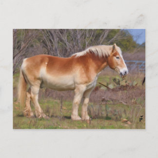 Cartão Postal Cavalo de Trabalho em Hill