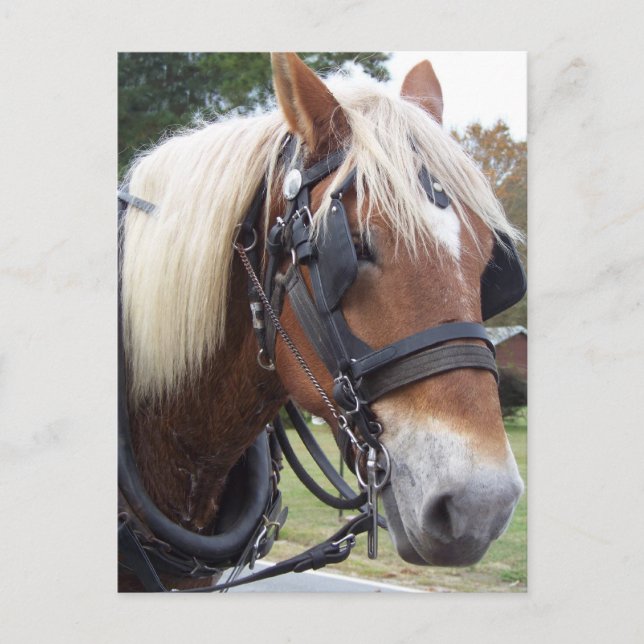 Cartão Postal Cavalo de Tração (Frente)