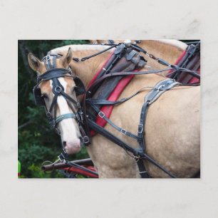 Cartão Postal Cavalo de Tração Olhando para Trás Obrigado