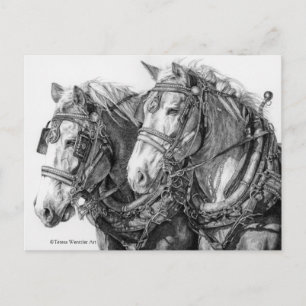 Cartão Postal Cavalo de Tração Puxando Carta Postal