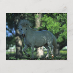 Cartão Postal Cavalo diminuto que está nas árvores