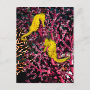 Cartão Postal Cavalo do Mar Comum Hippocampus Taeniopterus