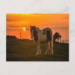 Cartão Postal Cavalo do Pôr do Sol