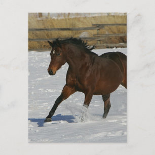 Cartão Postal Cavalo do puro-sangue que funciona na neve