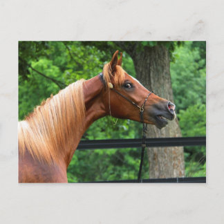 Cartão Postal Cavalo do Show Nacional