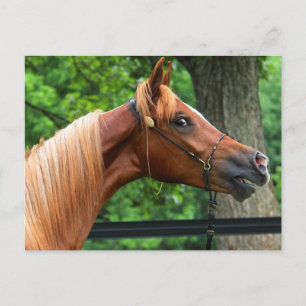 Cartão Postal Cavalo do Show Nacional
