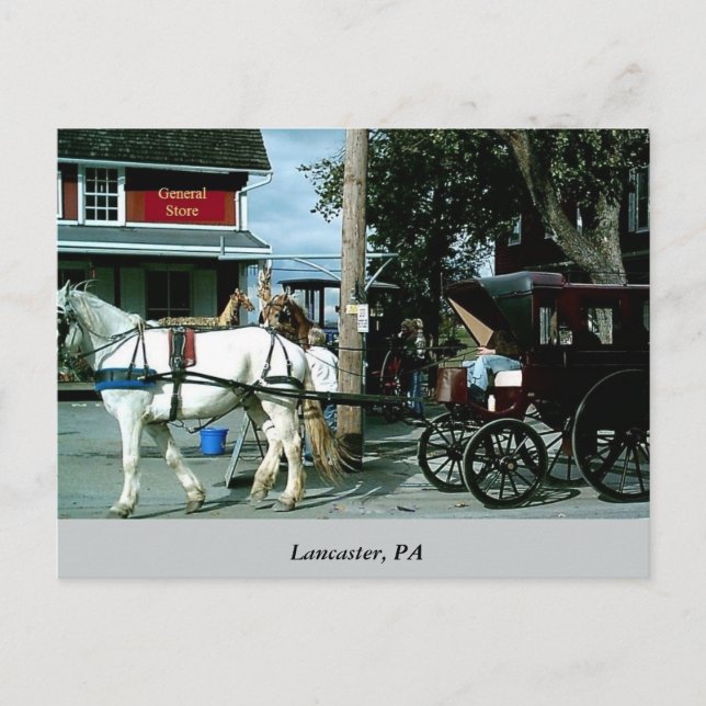 Cartão Postal Cavalo e Buggy (Frente)