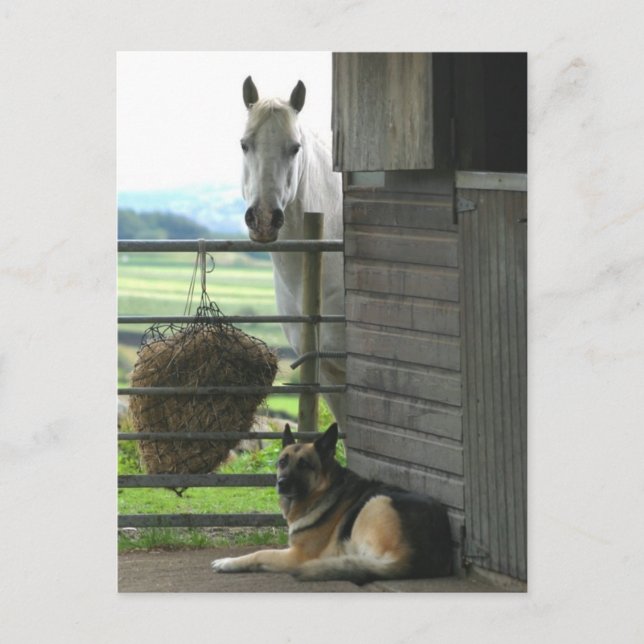 Cartão Postal Cavalo e Cão (Frente)