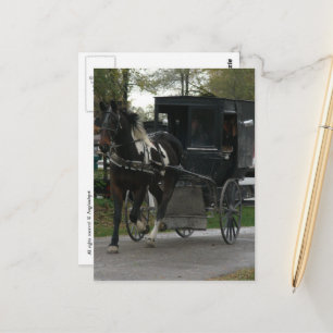 Cartão Postal Cavalo e Carruagem Amish Pinto