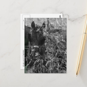 Cartão Postal Cavalo e Carruagem Amish Preto e Branco Verão