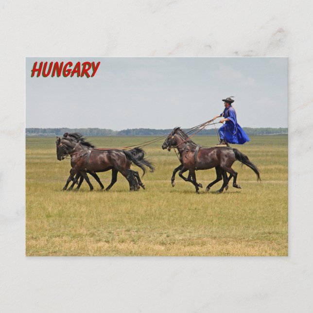 Cartão Postal Cavalo e cavalos da Hungria (Frente)