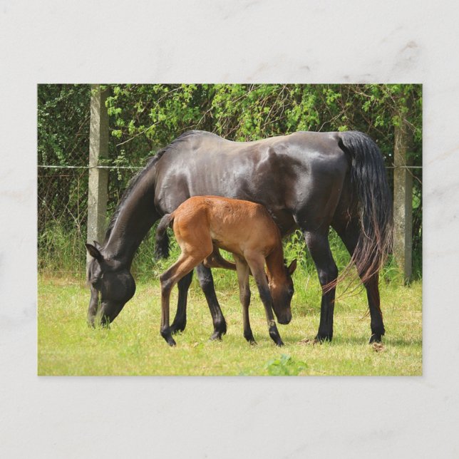 Cartão Postal Cavalo e Galo (Frente)