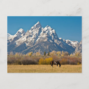 Cartão Postal Cavalo e Grand Tetons, Moose Head Ranch