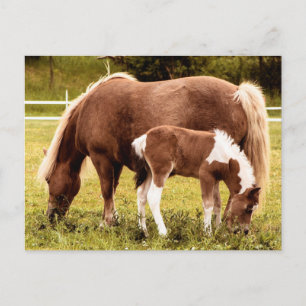 Cartão Postal Cavalo E Pônei