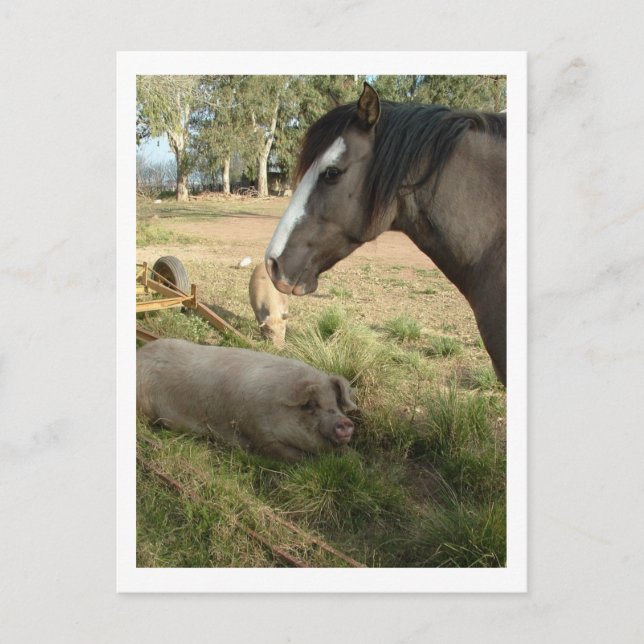 Cartão Postal cavalo e suínos (Frente)