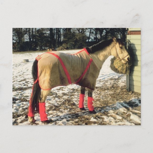 Cartão Postal Cavalo em branco no inverno (Frente)