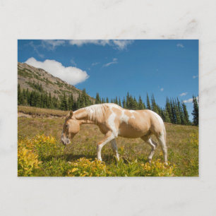Cartão Postal Cavalo em gramíneas em campo alpino no verão