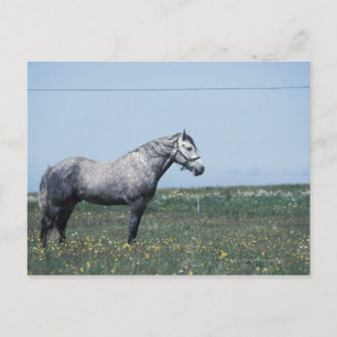 Cartão Postal Cavalo em pé no campo
