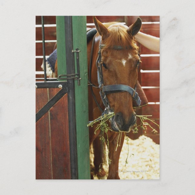Cartão Postal Cavalo em pé num estábulo (Frente)