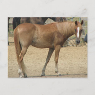 Cartão Postal Cavalo em um dia quente