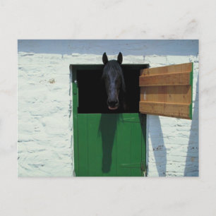Cartão Postal Cavalo Estabulado com Porta Francesa