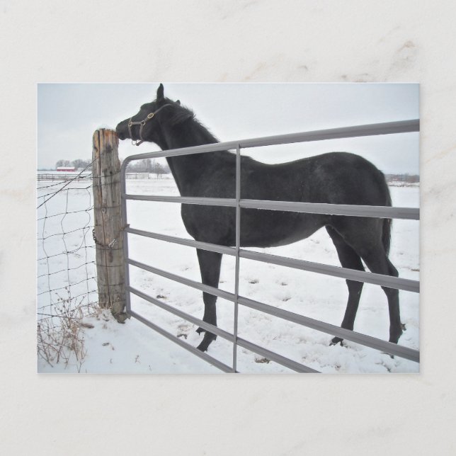 Cartão Postal Cavalo fazenda (Frente)