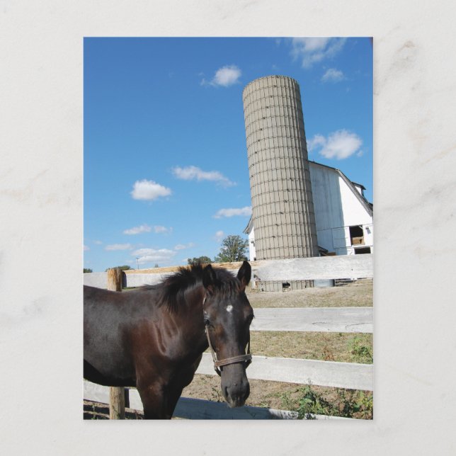 Cartão Postal Cavalo fazenda (Frente)