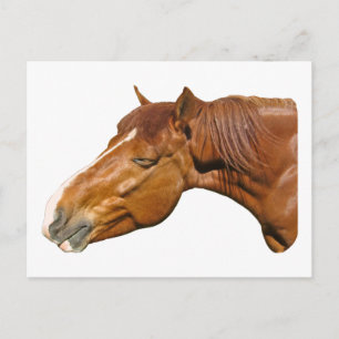 Cartão Postal Cavalo feliz