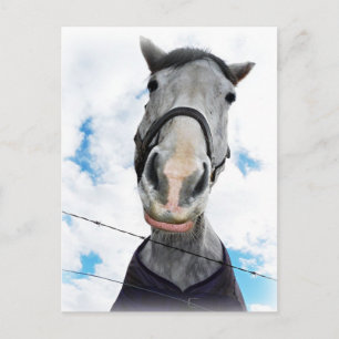 Cartão Postal Cavalo Ficando Lípido - Rosto Engraçado