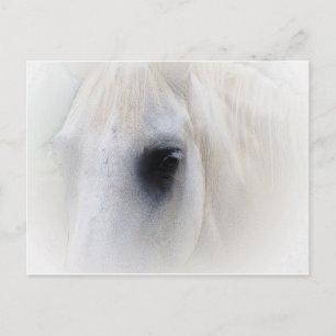 Cartão Postal Cavalo & Floral