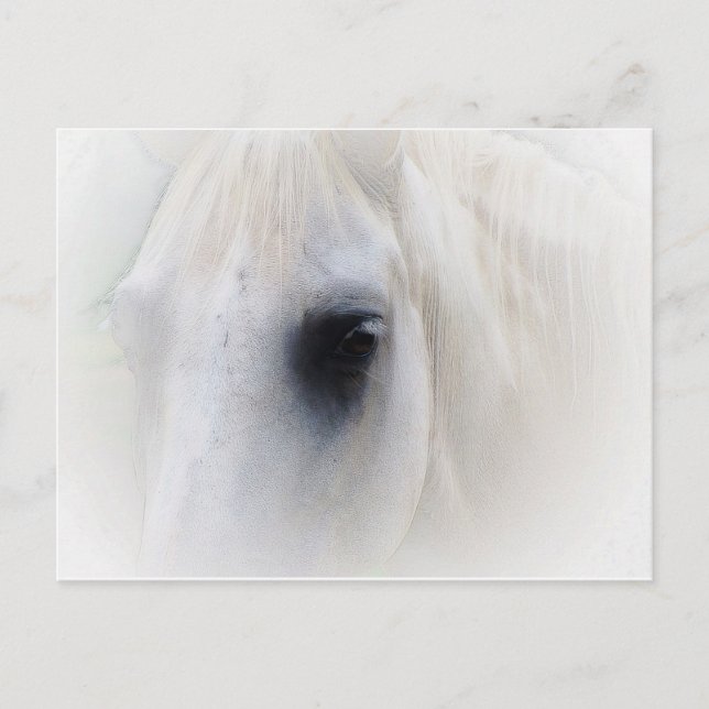 Cartão Postal Cavalo & Floral (Frente)