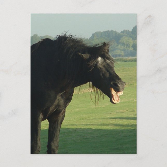 Cartão Postal Cavalo Frísia (Frente)