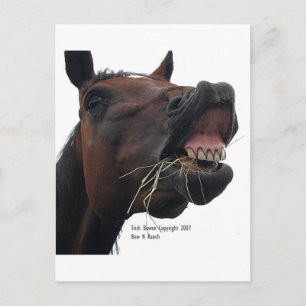 Cartão Postal Cavalo: Hay!