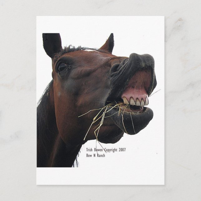 Cartão Postal Cavalo: Hay! (Frente)