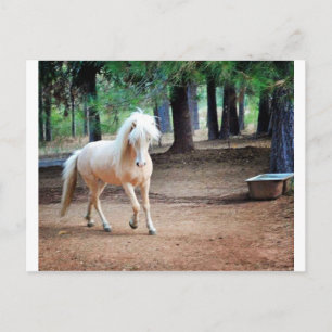 Cartão Postal Cavalo islandês