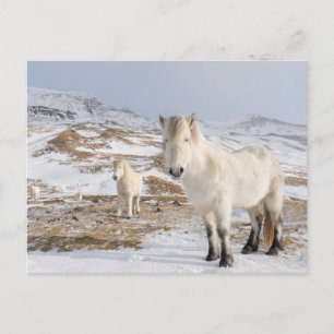 Cartão Postal Cavalo islandês   Blonduos, Islândia