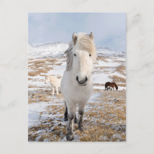 Cartão Postal Cavalo Islandês Branco, Islândia