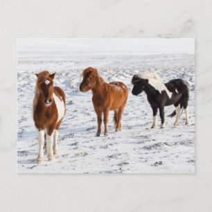 Cartão Postal Cavalo islandês com Casaco de inverno típico