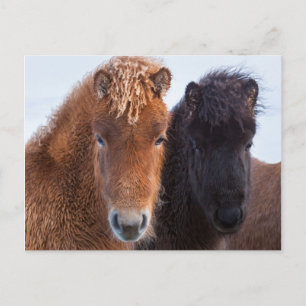 Cartão Postal Cavalo islandês durante o inverno na Islândia