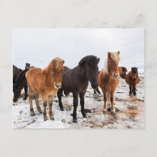 Cartão Postal Cavalo islandês durante o inverno na Islândia