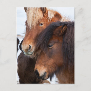 Cartão Postal Cavalo islandês durante o inverno na Islândia