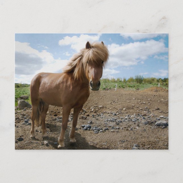 Cartão Postal Cavalo islandês II (Frente)