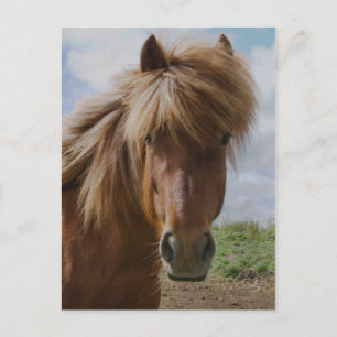 Cartão Postal Cavalo islandês III