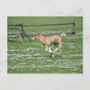 Cartão Postal Cavalo Jovem Correndo